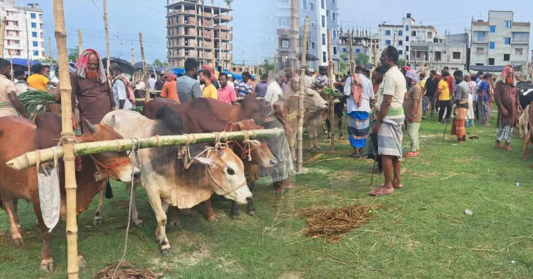 কুষ্টিয়ায় জমজমাট পশুর হাট
